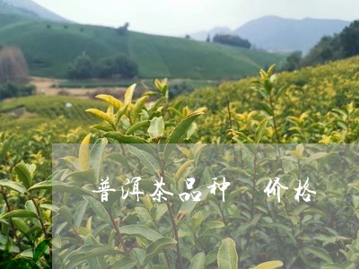 普洱茶品种 价格/2023041083938